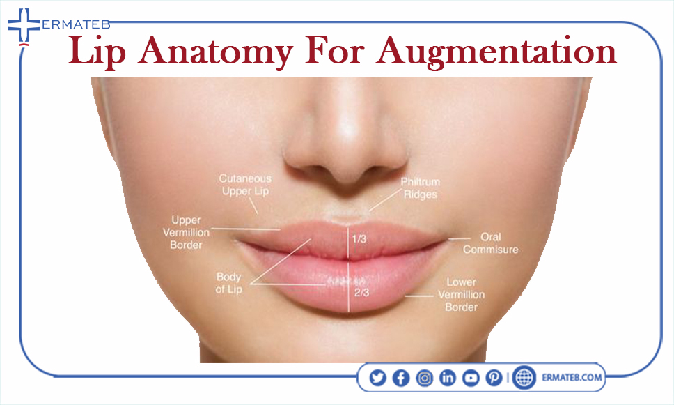 lip anatomy for augmentation